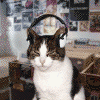 Cat20Headphones100.gif