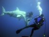 Copy of 6_shark_diver.JPG