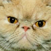 Cat.gif