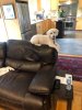 Clyde's Couch.jpg