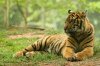 Tiger.jpg