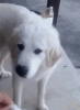 upload_2022-10-28_6-51-25.gif