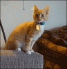 OjLtR3p.gif