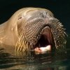 walrus.jpg