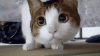 cats-nervous.gif