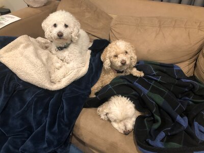 My Dogs.jpeg