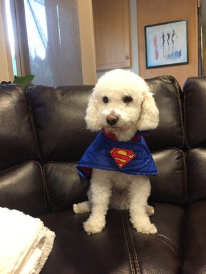 Super Dog.JPG