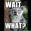 Waitâ¦What.jpg