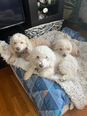 Three Stooges.jpeg