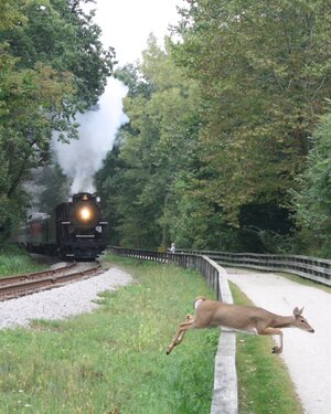DeerTrain.jpg