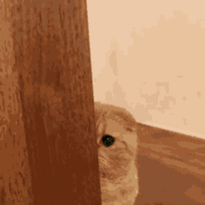 cat-peeking-through-the-door-ccjzut562j700a54.gif