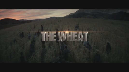 wheat.jpg