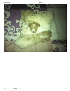 pups.JPEG