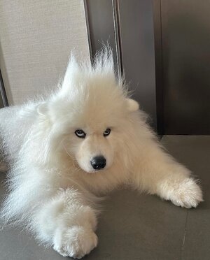 puppymelons_449028202_1008475000223258_4739293933103766524_n.jpg