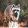Coongregator