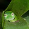 sleepytreefrog