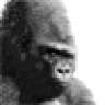 wetgorilla