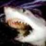 GreatWhiteShark